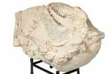 Fossil Oreodont Skull With Associated Bones #192542-9